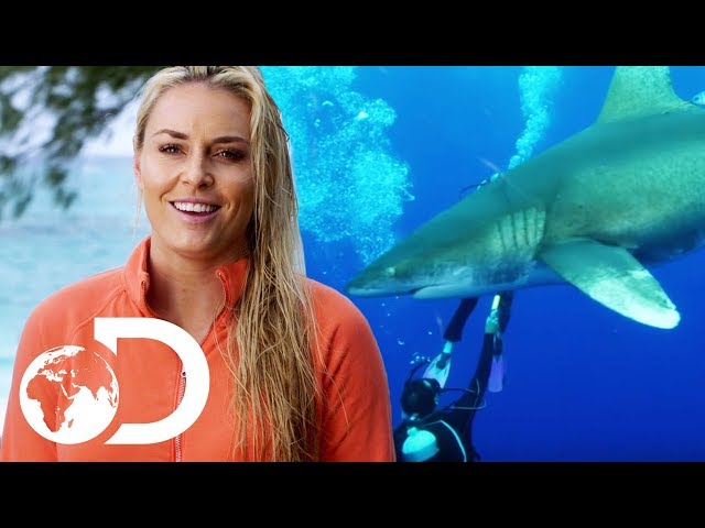 brent piercy recommends Lindsey Vonn Shark Week Bikini