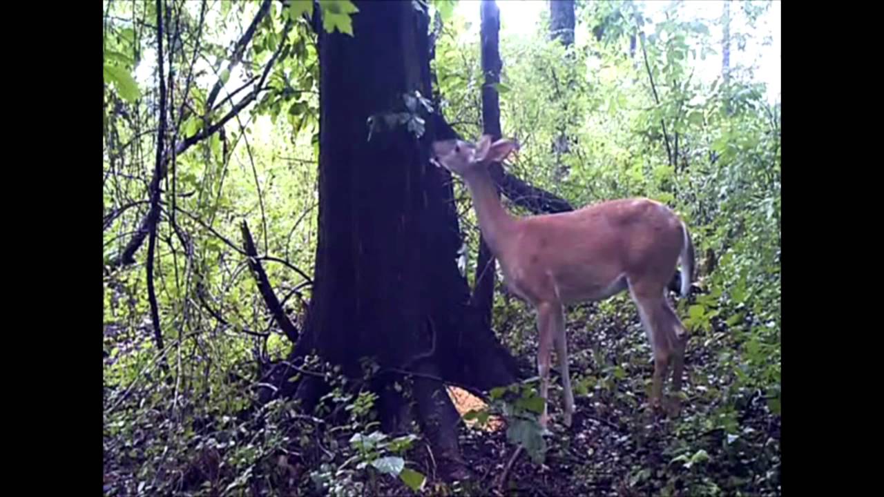 andre felix hernandez recommends deer farts on camera pic