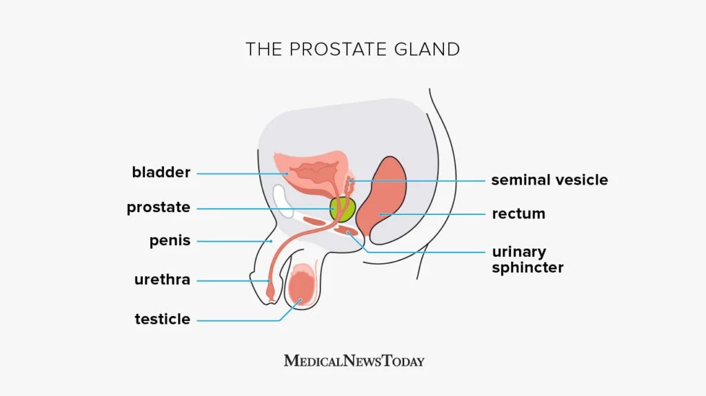 dan grau recommends ejaculating during prostate exam pic