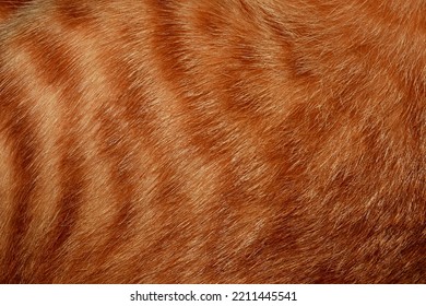 debalina majumder recommends Flat Chested Hairy Pussy