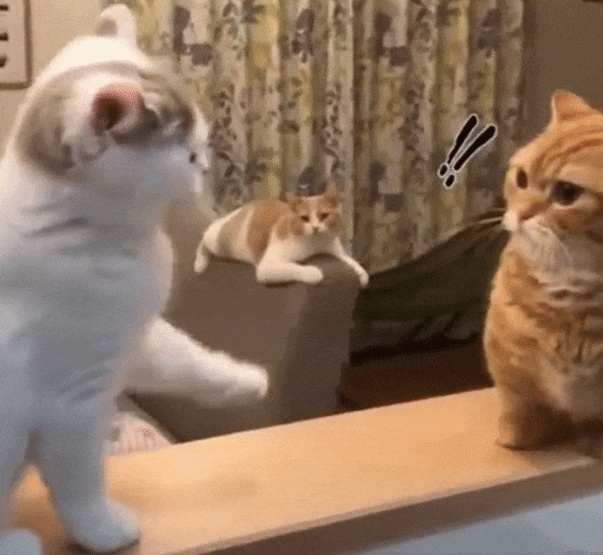 blake alston recommends funny cat fight gif pic