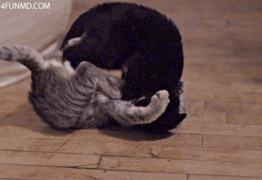 allen lacson share funny cat fight gif photos