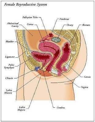 christine ferdinand recommends hairy or shaved vagina pic