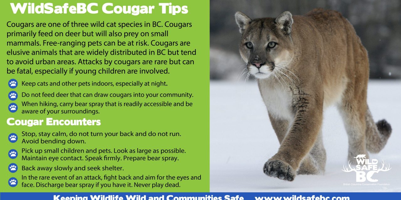 brandon lester recommends how to talk to cougars pic