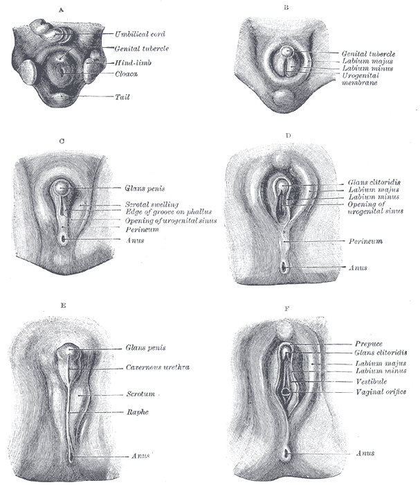 anfernee chen recommends Pictures Of A Morphodite