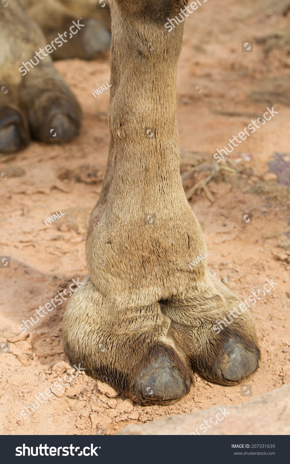 pictures of camel toes