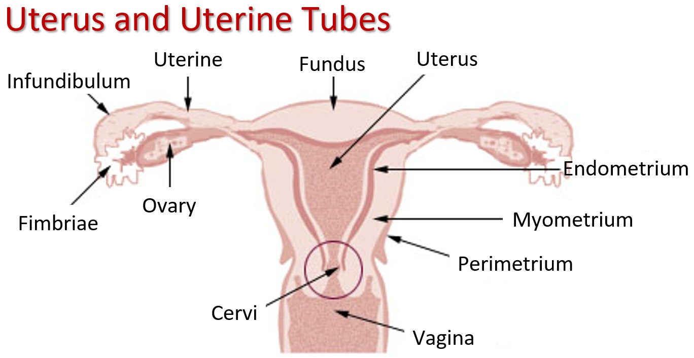 Best of Positions to avoid hitting cervix