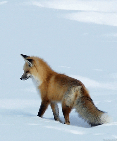 red fox gif facebook