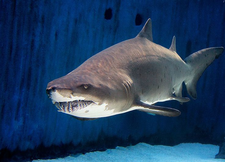 bob caverly recommends the sharks lagoon games pic