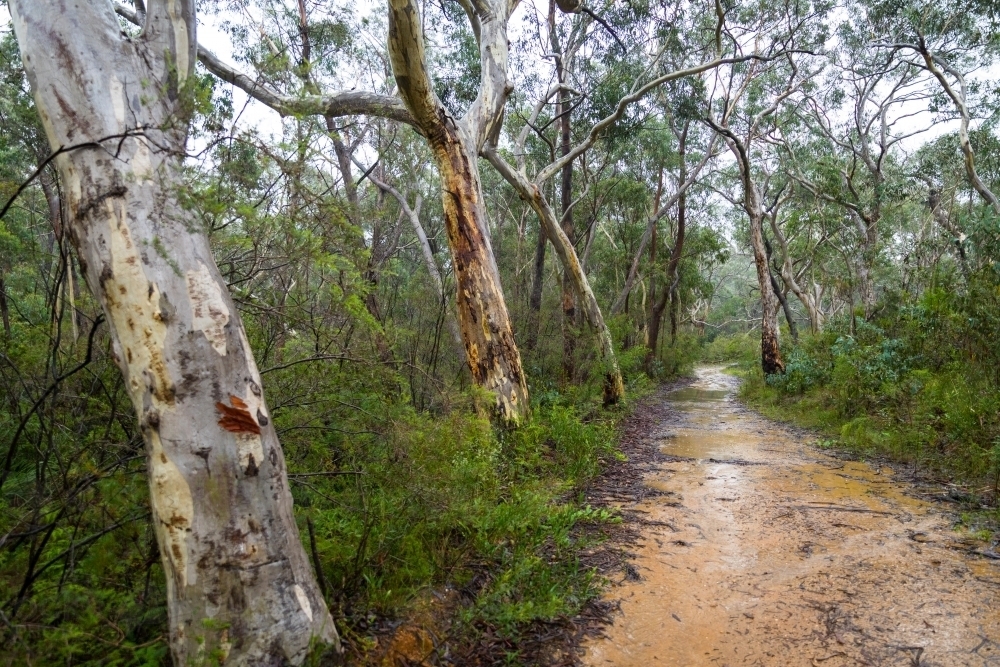 wet bush pics